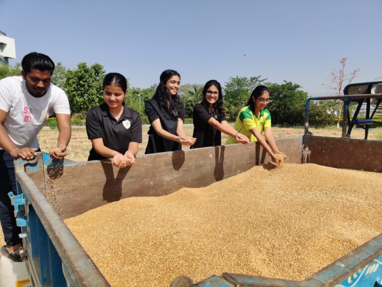 grains1 (1)